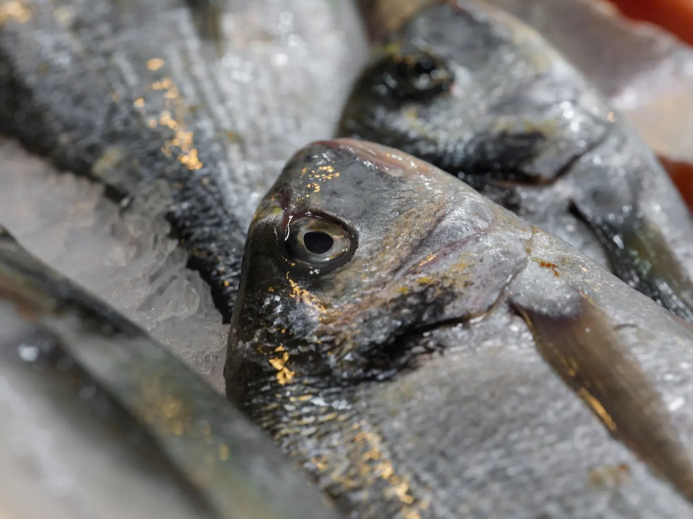 Il pesce fresco sul ghiaccio